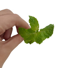 Hand Holding Fresh Green Mint Leaf