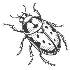 Detailed black beetle illustration insect black and white