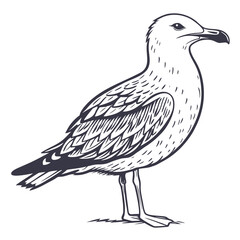 Detailed sketch of a standing seagull bird drawing