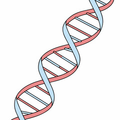 Double helix structure with pink and blue strands genetic code