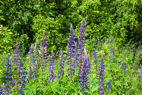 Purple flowers. Beautiful colorful background with lupines surrounded by greenery on a sunny summer day. Close-up view of beautiful flowers. Blooming natural background