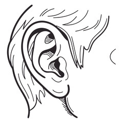Human Ear Sketch anatomy hearing