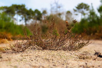 Callune en fleur dans les landes