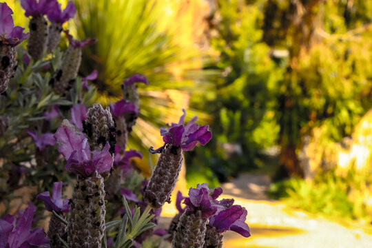 perspective dans un parc botanique