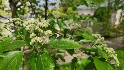 Flowering of mountain ash of Browers variety. Latin name Sorbus intermedia Brouwers. Branches of blossom tree in close-up. Clusters of white flowers on background of green foliage