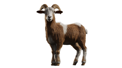 Majestic Mouflon Ram Portrait With Horns Brown and White Fur Texture Farm on transparent background
