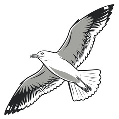 White seagull in flight with grey wings bird flying