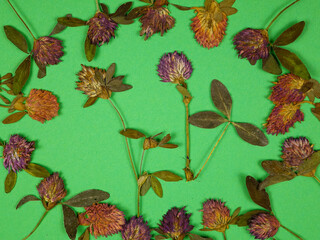 Pressed dried meadow flowers of red clover of on a green background, top view. Pressed flower art, decorative panel