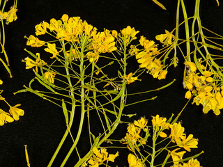 Pressed dried meadow flowers of ragwort (senecio umbrosus) on a black background, top view. Pressed...