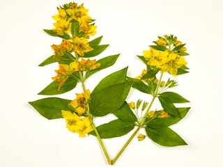 Pressed dried twigs of yellow loosestrife with flowers and leaves, arrangement on a white...