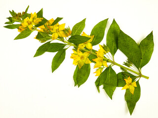 Pressed dried flowers of yellow loosestrife on a white background, top view. Pressed flower art,...