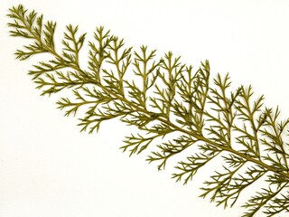 Pressed dried leaves of a  noble yarrow  on a white background, top view. Pressed plant art,...