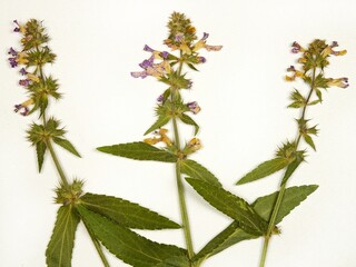 Pressed dried flowers of a salvia officinalis or sage officinalis on a white background, top view....