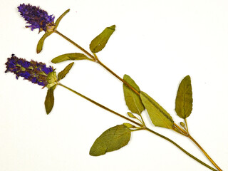Pressed dried flowers of a prunella vulgaris or heal all,  woundwort on a white background, top...