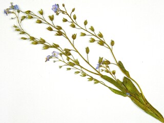 Pressed dried meadow flowers of alpine forget me not on a white background, top view. Pressed...