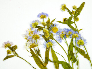 Pressed dried flowers of a  tripolium pannonicum,  sea aster or seashore aster on a white background, top view. Pressed flower art, decorative panel