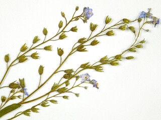   Pressed dried meadow flowers of alpine forget me not on a white background, top view. Pressed...