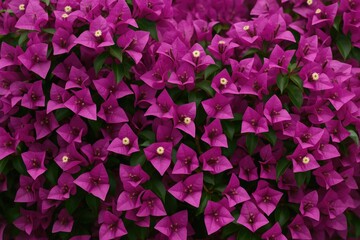 Close-up of a cluster of vibrant bougainvillea blossoms