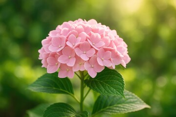 Fototapeta premium Detailed shot of a vibrant pink hydrangea in a lush garden setting with morning sunlight