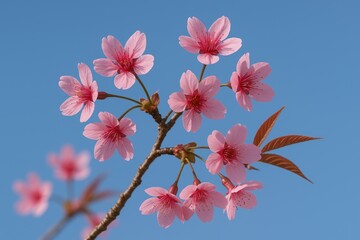Obraz premium Close-up of Himalayan Cherry Blossom with pink petals against a winter sky in a mountainous region