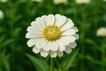 Fototapeta premium Popular flowering annuals: Zinnia elegans and other Zinnia species