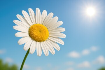 Detailed shot of chamomile flowers with a vibrant blue sky in the background on a bright summer afternoon