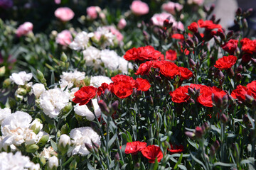 Flower plants for garden and balcony