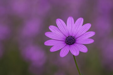 Obraz premium Detailed shot of shades of purple