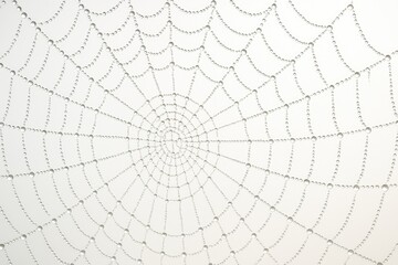 Obraz premium Morning moisture on a spider's web