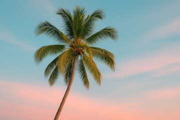 Tropical palm silhouette against a pastel sunset sky