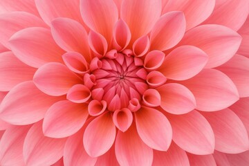 Fototapeta premium Detailed view of vibrant pink flower petals