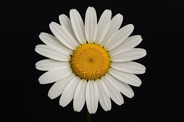 Simple white daisy with yellow center on a dark background