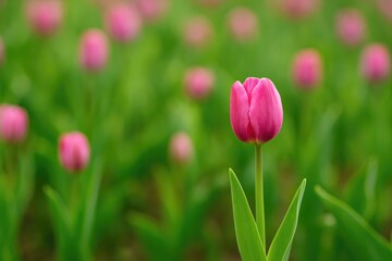 Fototapeta premium Garden tulip with shallow depth of field