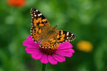Naklejka premium Detailed shot of a butterfly's wings