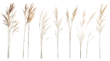 ears of wheat vector illustration isolated on white background