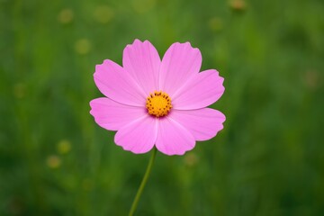 Detailed view of a pink flower with yellow pistils from the kenikir plant, featuring small blossoms on elongated stems