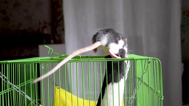 Two rats running around the cage