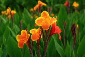 Vivid Vibrant Tropical Canna Lily Blossoms