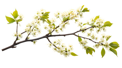 Obraz premium spring tree branch isolated on white background