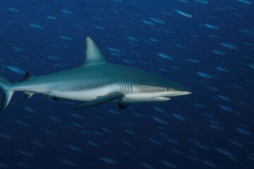 Obraz premium Detailed view of a shark's side as it moves through a swarm of tiny fish