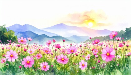 Fototapeta premium 秋のコスモス畑