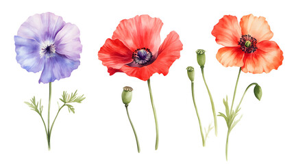red poppies isolated on white background