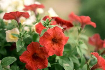 Colourful flowers. Petunias are fragrant and delicate flowers. The arrival of summer. Photo 1.