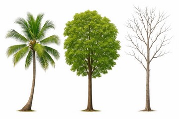 Tropical Tree Collection Featuring Coconut, Andaman Redwood, and a Dead Tree on a White Background