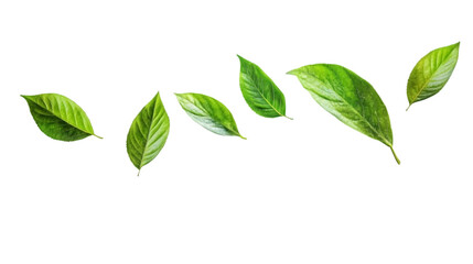 Obraz premium fresh green leaves isolated on white background