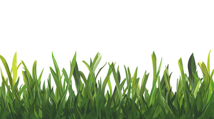 green grass isolated on white background