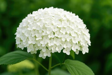 Detailed shot of white Hydrangea Annabelle blooms with a green insect perched on them