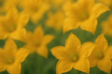 Fototapeta premium Blurred abstract backdrop featuring a pumpkin blossom