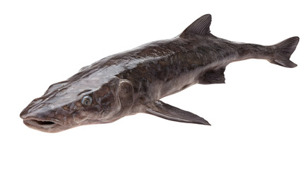Fototapeta premium fish isolated on white background