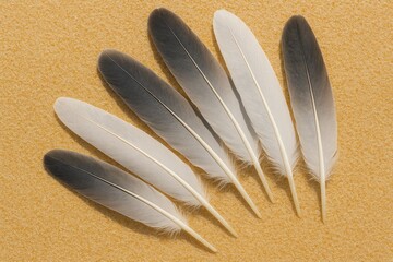 Detailed view of bird feathers resting on sandy surface